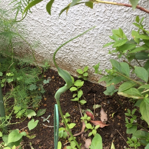a0053063_18350917.jpeg