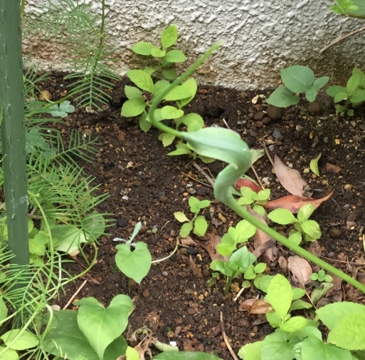 a0053063_18352939.jpeg