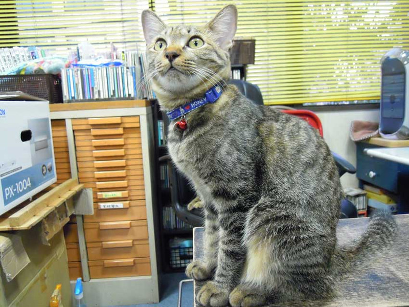 今日のチビ猫 : 駄猫と本の部屋 ぶらん亭