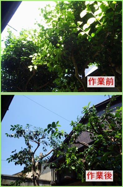 サザンカの高さ下げ 強剪定 京都市庭木剪定 庭 佳niwaka 庭木1本からの植木屋