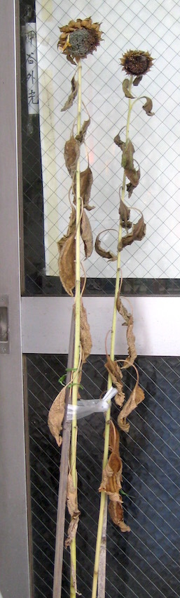 b0057679_09144612.jpg