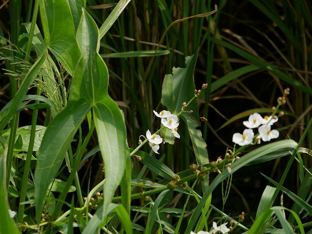 田圃の水辺に咲く花 花と葉っぱ