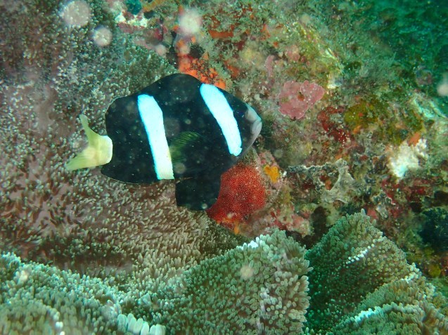 e0115199_15333267.jpg