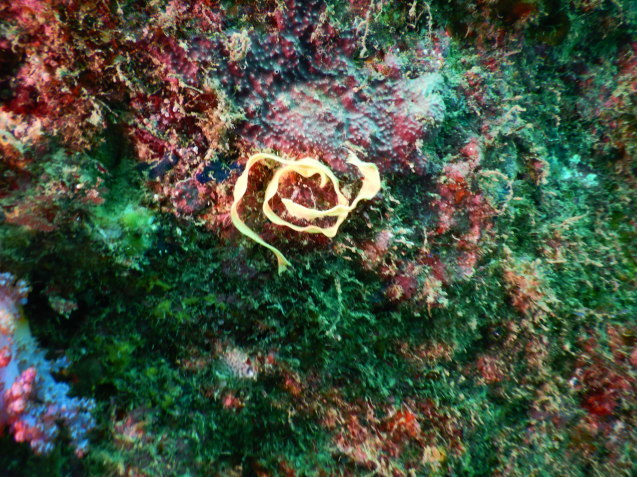 e0115199_17302420.jpg