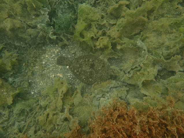 e0115199_19115200.jpg