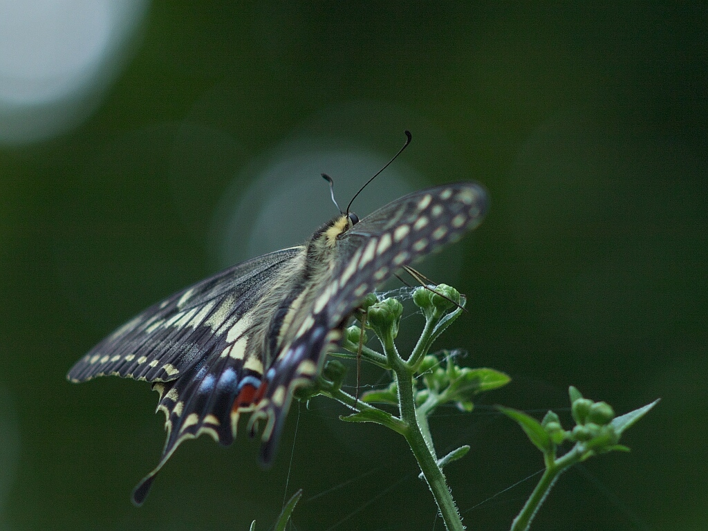 赤塚植物園のキアゲハ_e0364711_22413209.jpg