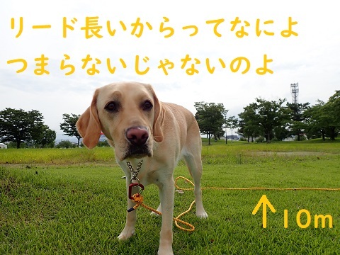 大きい公園デビュー。_c0182012_11091761.jpg