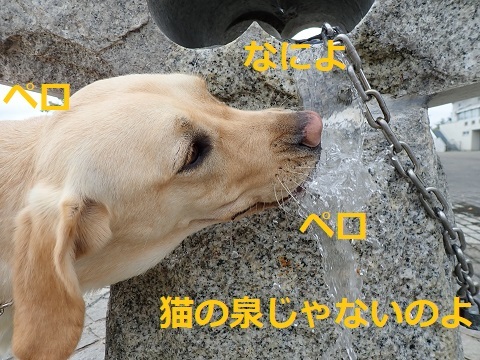 大きい公園デビュー。_c0182012_11092553.jpg