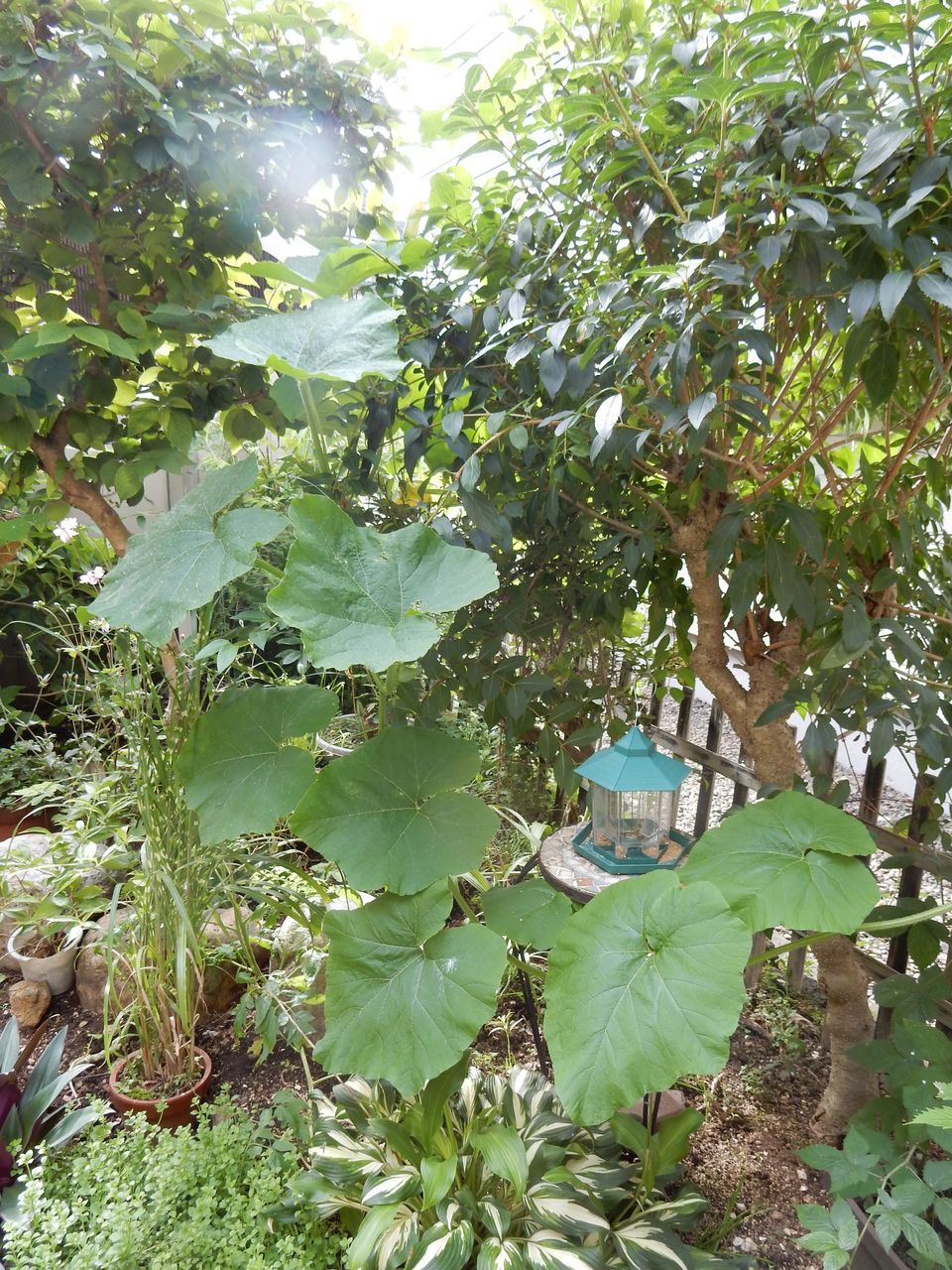 夏日は続く_c0025115_21305610.jpg