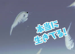 e0091220_00202583.png