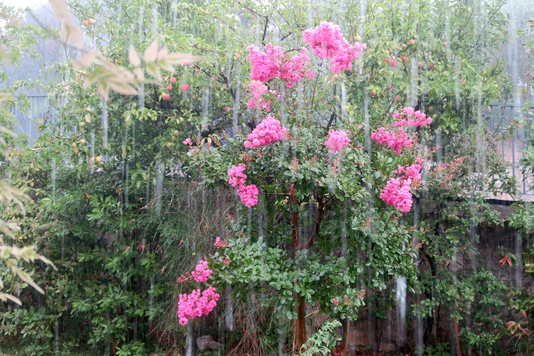 雨降ればひんやり そしてポルチーニ_f0234936_540971.jpg