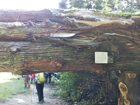 残暑を乗り切って摩耶山へ_c0218841_11314496.jpg