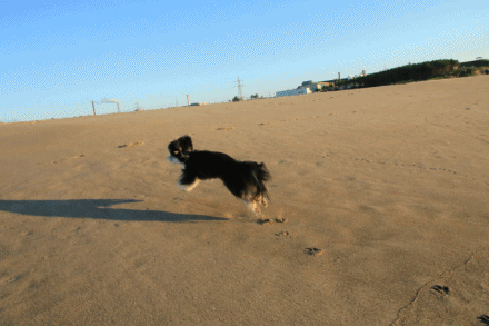 c0145250_09420113.gif