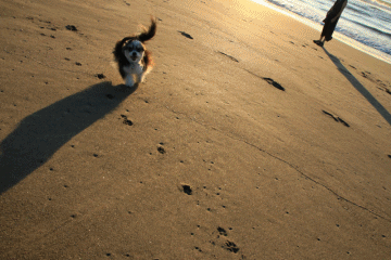 c0145250_09421528.gif