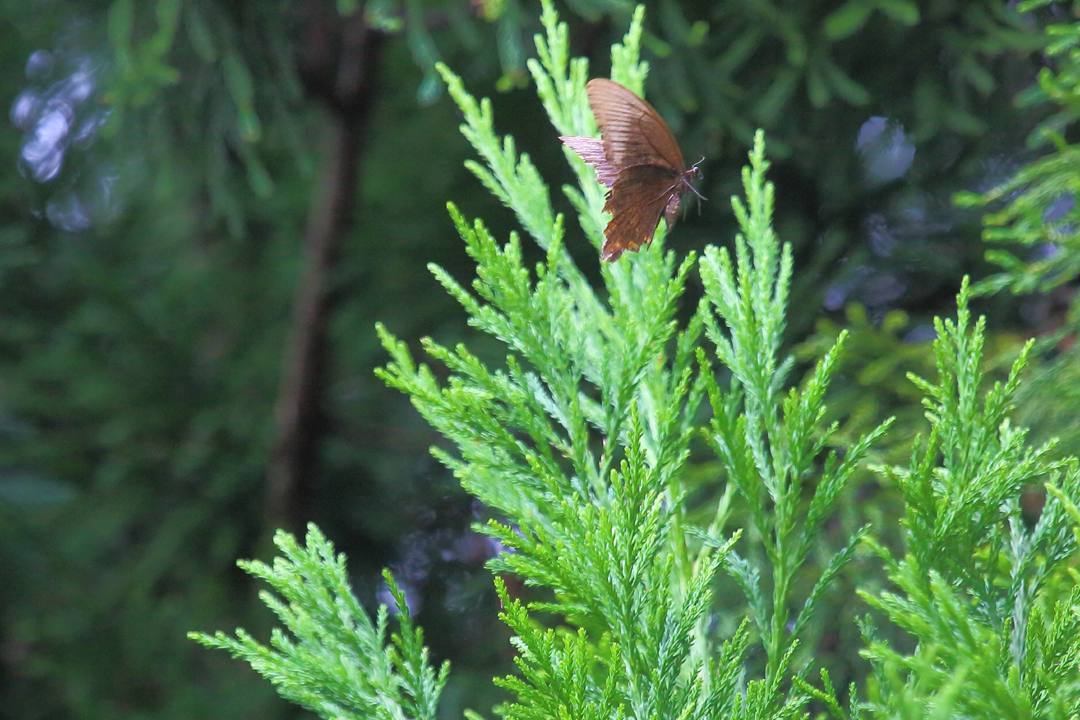 e0403850_12431436.jpg