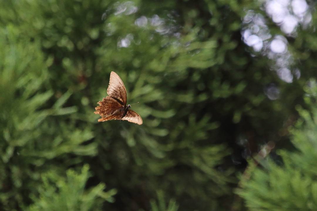e0403850_12432288.jpg