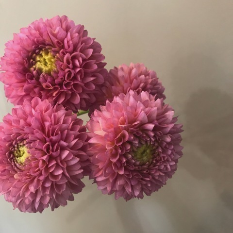 くすんだピンク色 はなのね