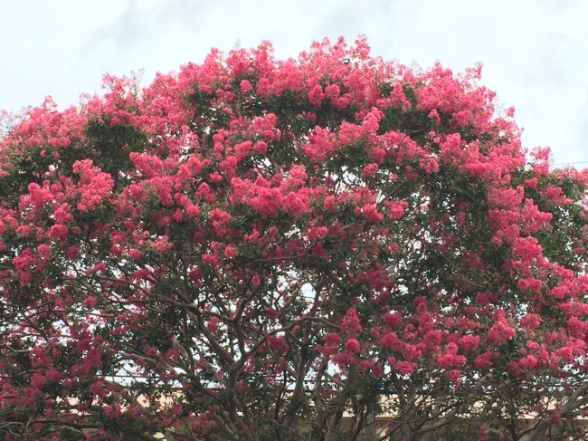b0163381_19202160.jpeg