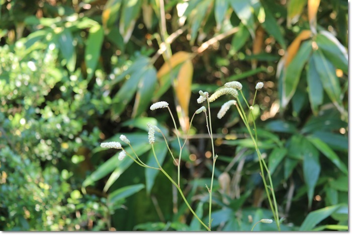 f0146493_20230666.jpg