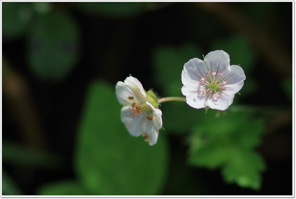 マユタテアカネと畔に咲く花_a0057905_17193020.jpg