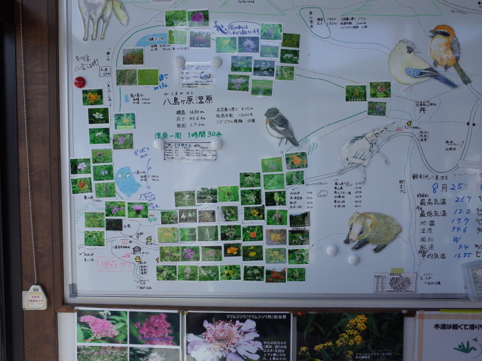 霧ヶ峰 八島ヶ原湿原の植物 1_e0276411_19315362.jpg