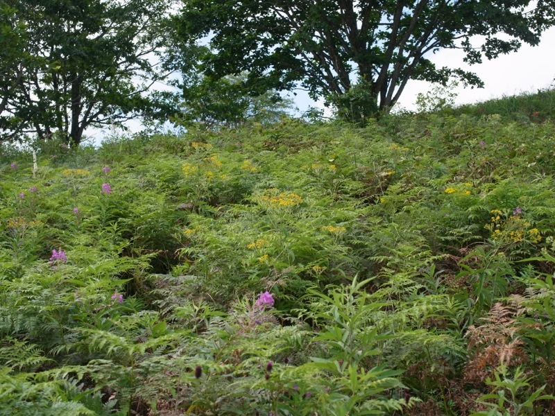霧ヶ峰 八島ヶ原湿原の植物 2_e0276411_20091358.jpg