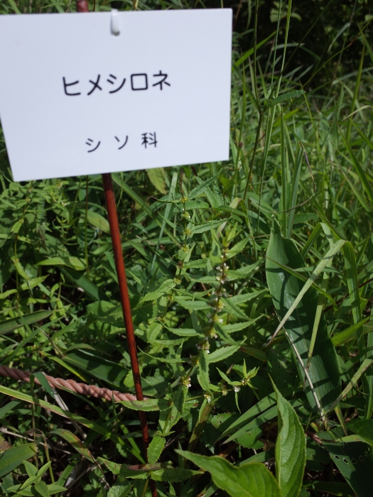 霧ヶ峰 八島ヶ原湿原の植物 2_e0276411_20165114.jpg