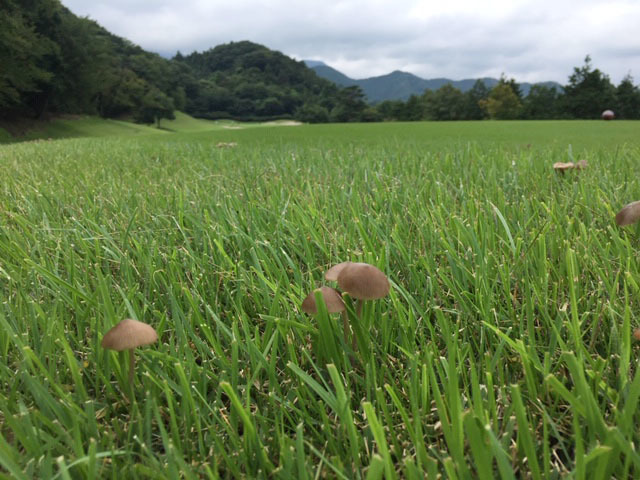 晩夏のゴルフ @ 下仁田カントリークラブ_e0208519_09560986.jpg