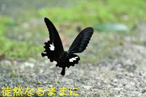 d0285540_21342466.jpg