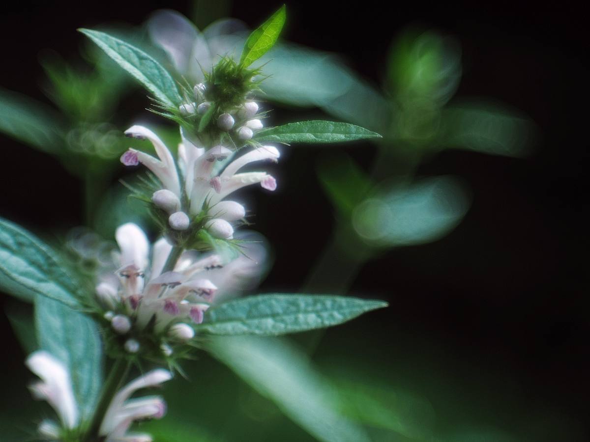 赤城自然園　夏の花たち　１_b0397244_20231711.jpg