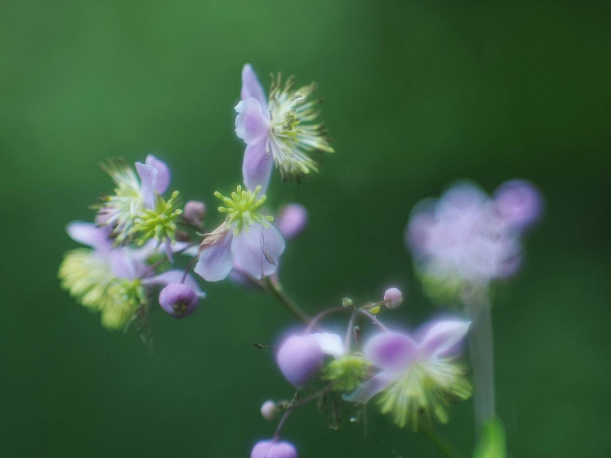 赤城自然園　夏の花たち　１_b0397244_20231738.jpg