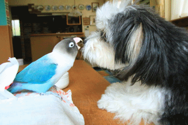 c0145250_10321840.gif