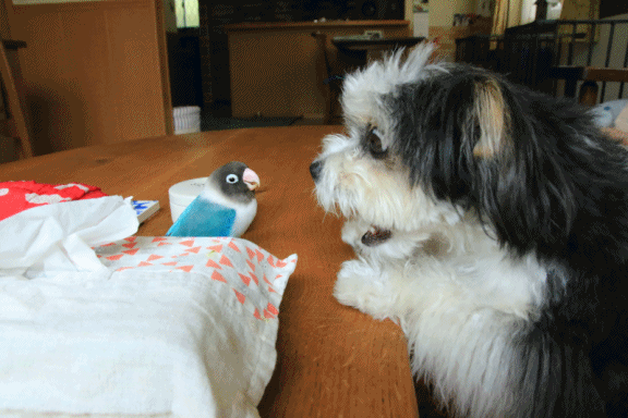 c0145250_10324304.gif