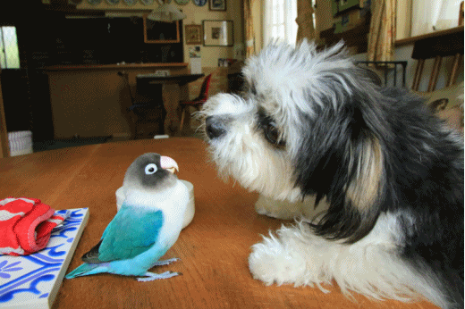 c0145250_10325536.gif