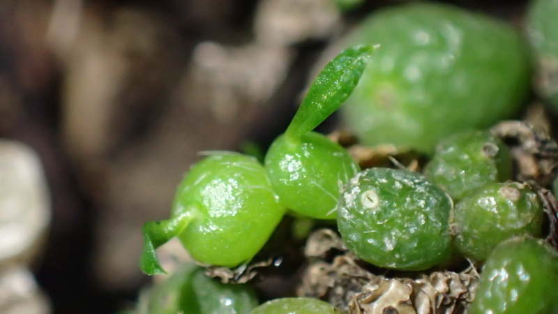 バルボフィラム モニリフォルメ Bulbophyllum moniliforme 樹皮