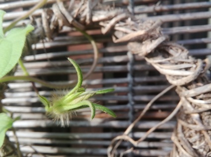 ソライロ…_b0368362_08190110.jpg