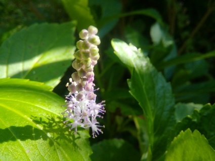 ひだまりの花…_b0368362_20193898.jpg