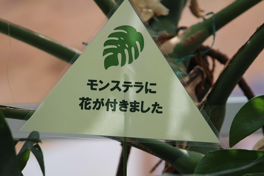 モンステラの花を見ました 豊平公園緑のセンター ワイン好きの料理おたく 雑記帳