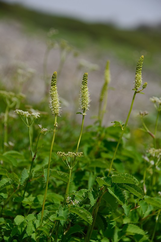 白馬乗鞍岳への登山道で出会った花_d0341880_06583510.jpg