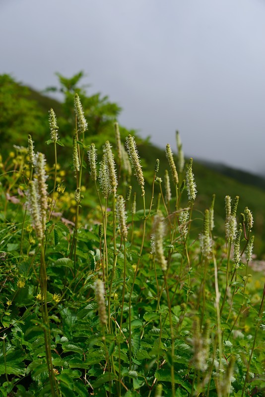 白馬乗鞍岳への登山道で出会った花_d0341880_06584356.jpg