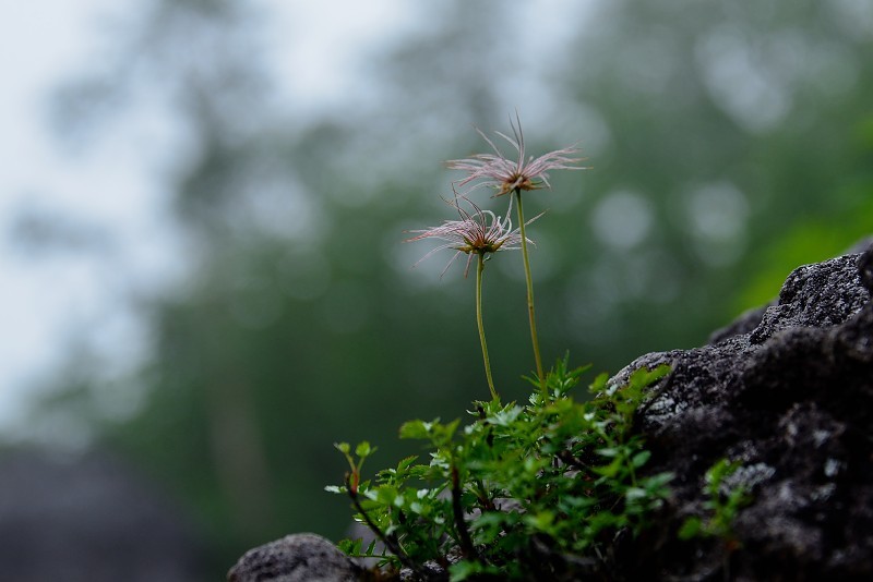 白馬乗鞍岳への登山道で出会った花_d0341880_07002480.jpg