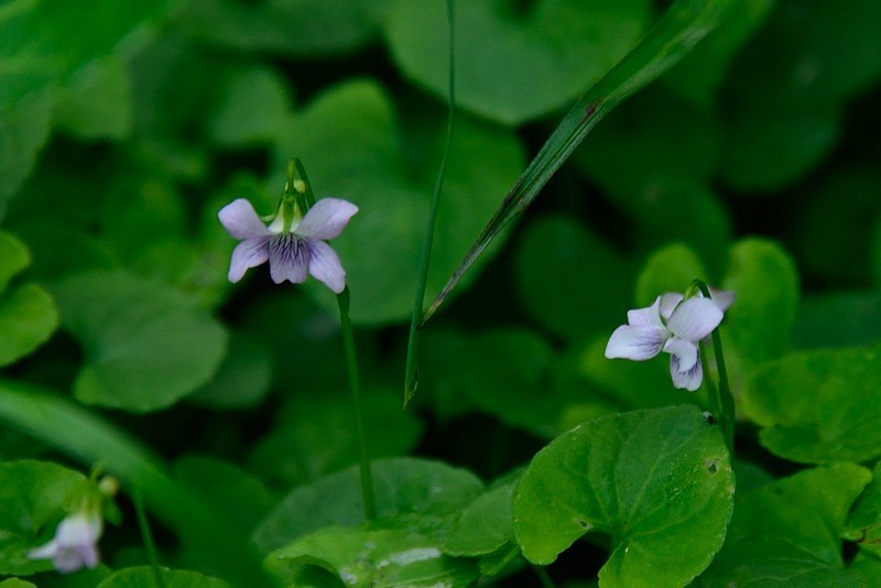 白馬乗鞍岳への登山道で出会った花_d0341880_07005511.jpg