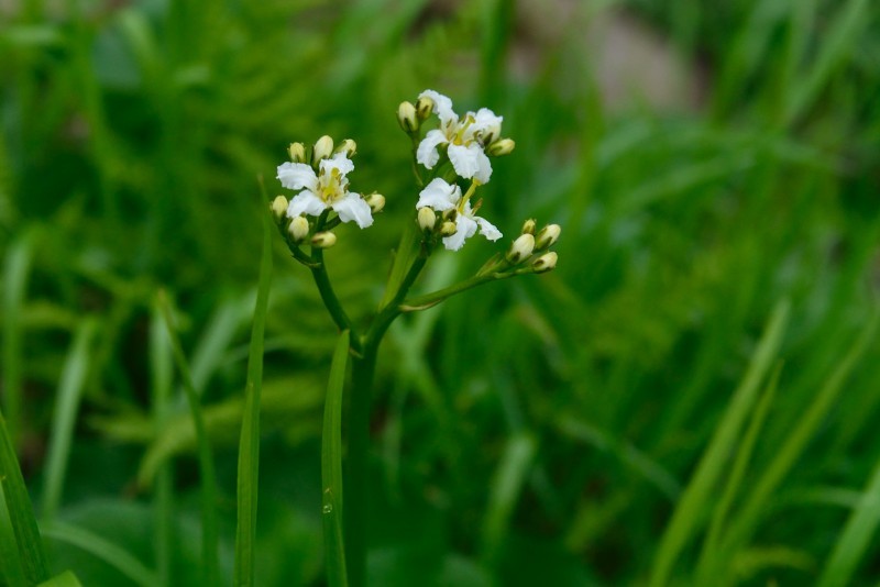 白馬乗鞍岳への登山道で出会った花_d0341880_07011446.jpg