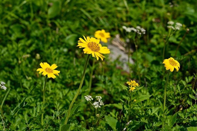 白馬乗鞍岳への登山道で出会った花_d0341880_07015284.jpg