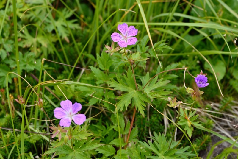 白馬乗鞍岳への登山道で出会った花_d0341880_07023773.jpg