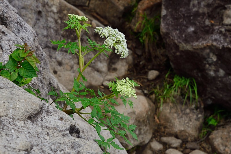 白馬乗鞍岳への登山道で出会った花_d0341880_07073762.jpg