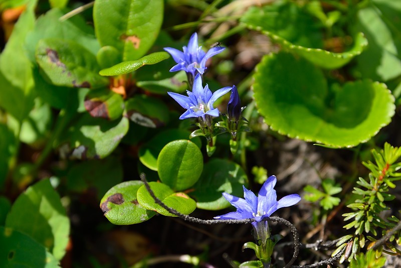 白馬乗鞍岳への登山道で出会った花_d0341880_07081519.jpg