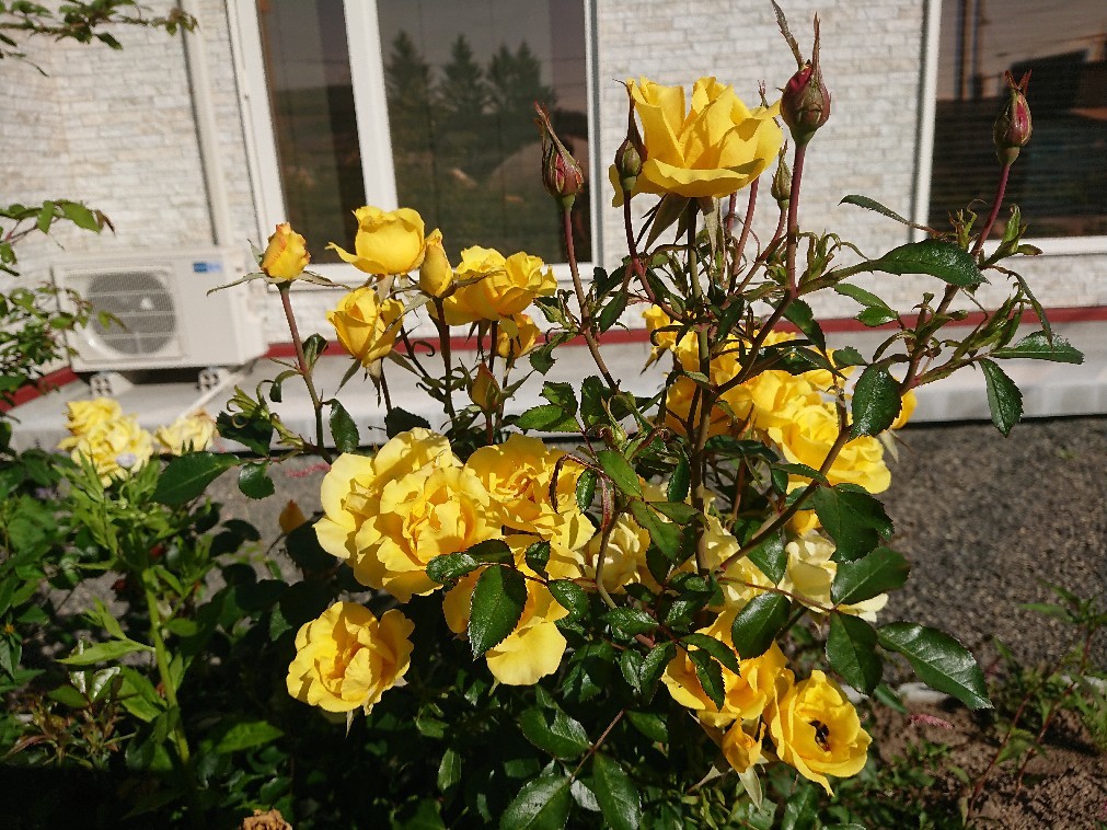 薔薇_e0048582_08345051.jpg