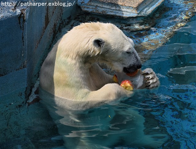 ２０１９年８月　天王寺動物園２　その１　Shilkaに氷プレゼント_a0052986_731035.jpg