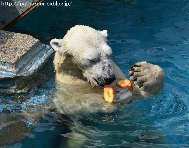 ２０１９年８月　天王寺動物園２　その１　Shilkaに氷プレゼント_a0052986_7354260.jpg